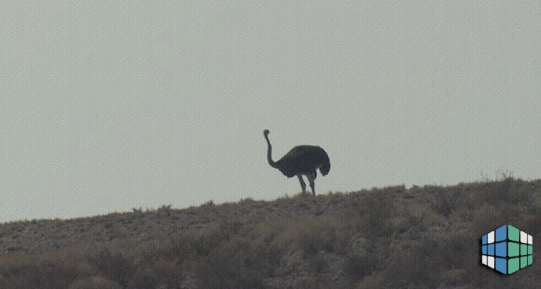 эффект страуса