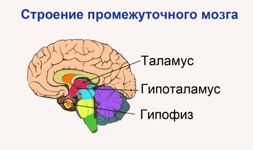 Сенсорная и моторная дислалия