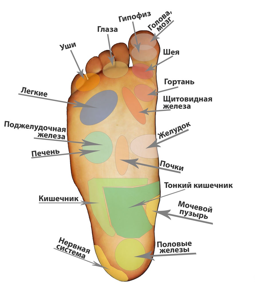 Ступня название частей