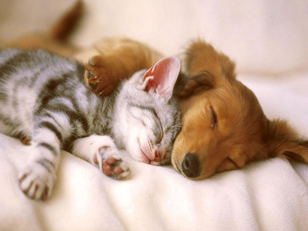Спящие кот и пес